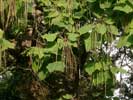 Растения Евпатории - акация